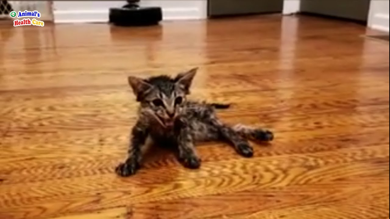 Tiny Paralyzed Kitten Who Never Stop Practice To Walk Again With Incredible End