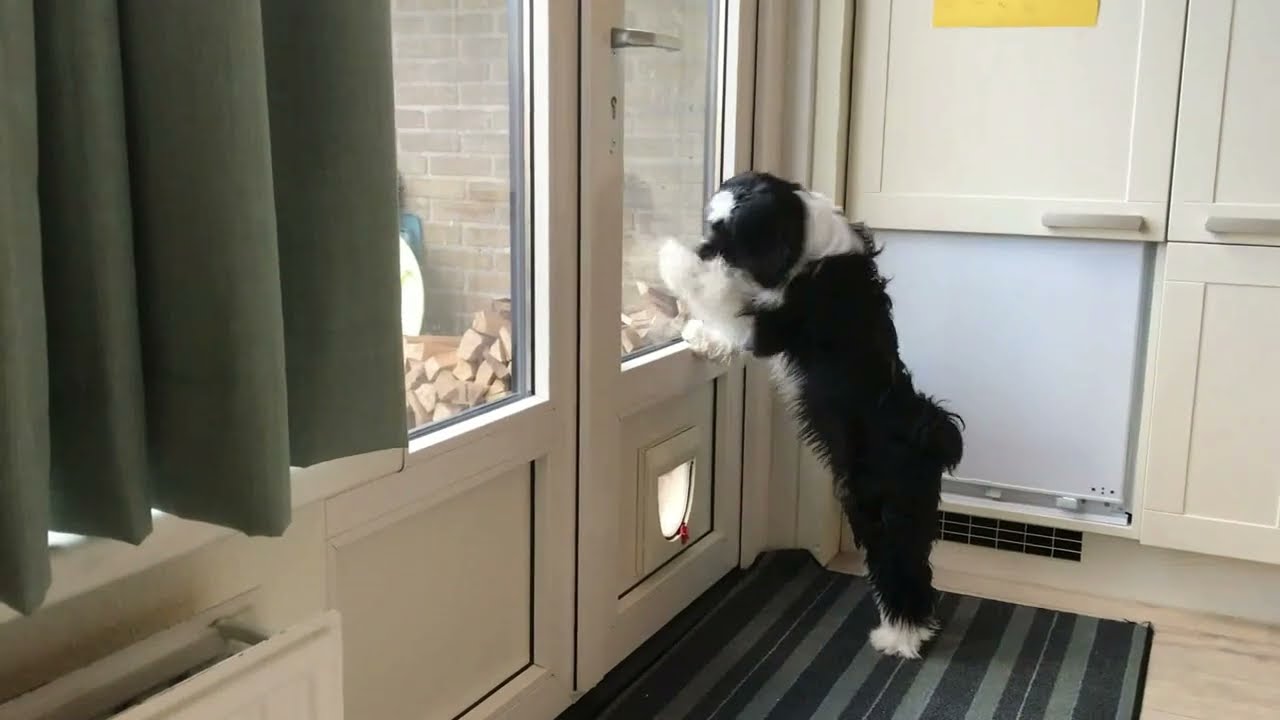 The First Year in the Life of a Tibetan Terrier | Maya Bhuvi 🐕