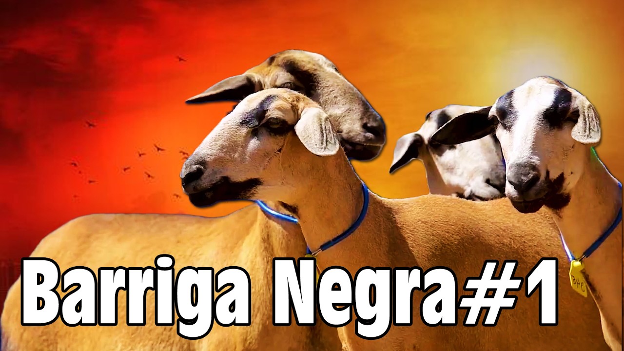 01-CRIAÇÃO - RAÇA OVINA BARRIGA NEGRA
