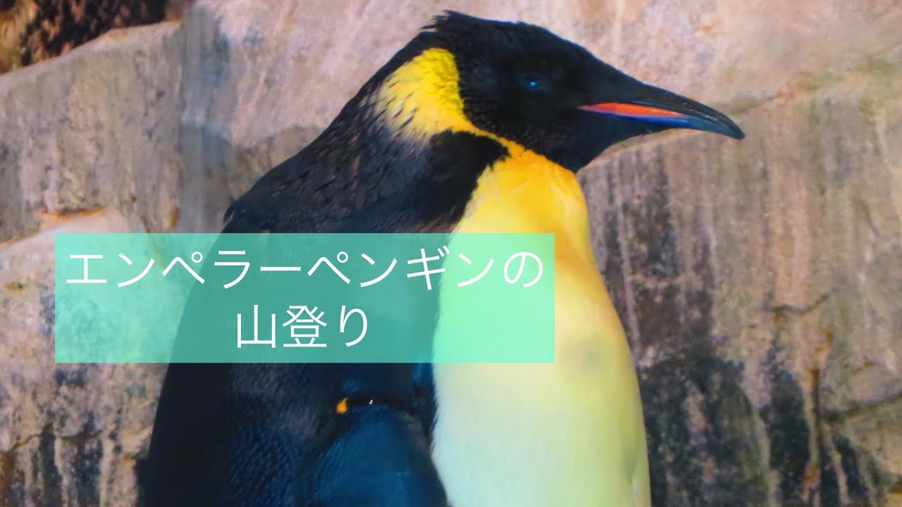 エンペラーペンギンの山登り🏔頑固なジェンツー　名古屋港水族館