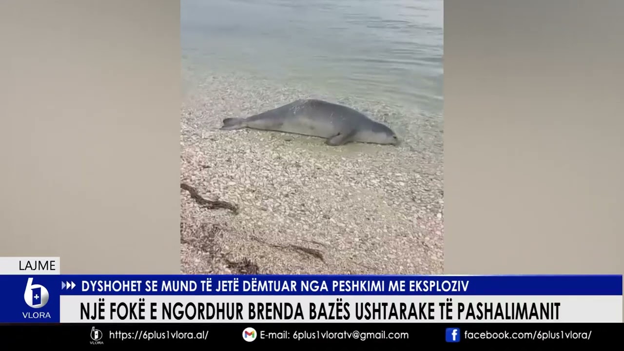 Një fokë e ngordhur brenda Bazës së Pashalimanit. Dyshohet të jetë dëmtuar nga peshkimi me eksploziv