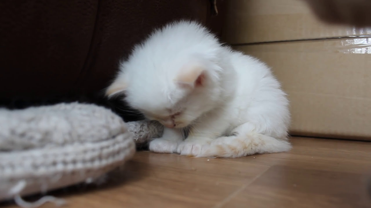 tired kitten cant stay awake - so cute! so little!