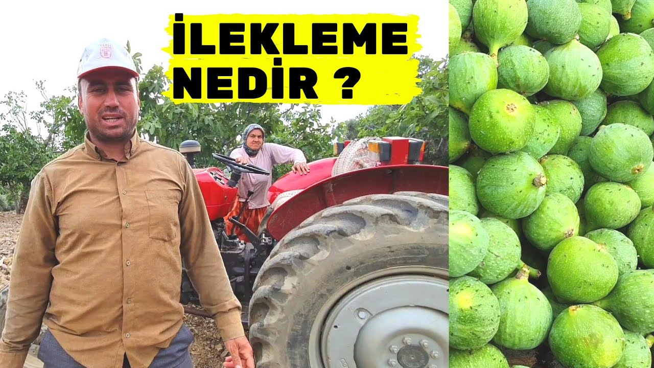 İŞLER SIKIŞTI - İNCİR SEZONU YAKLAŞTI ( İlekleme Tozlaşma Nasıl Yapılır ? )
