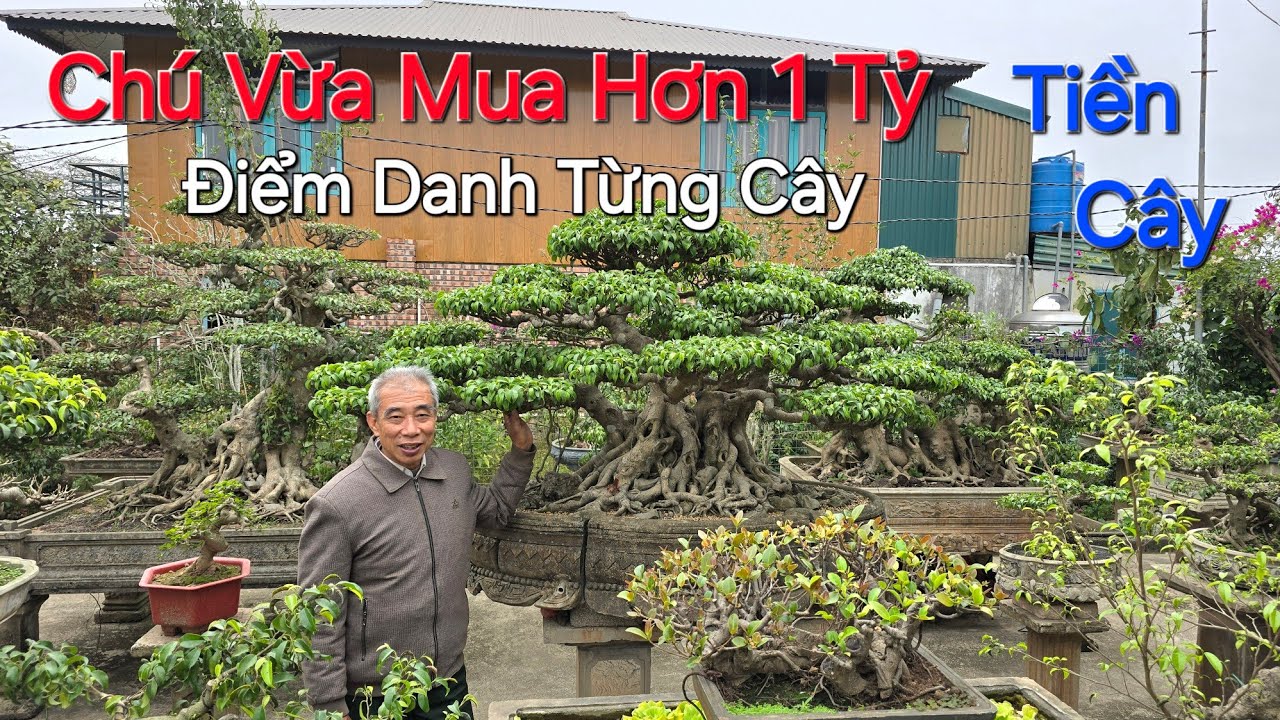 TÒ MÒ xem chú HIỀN - Thường Tín vừa vào HƠN 1 TỶ TIỀN CÂY là những cây nào ?