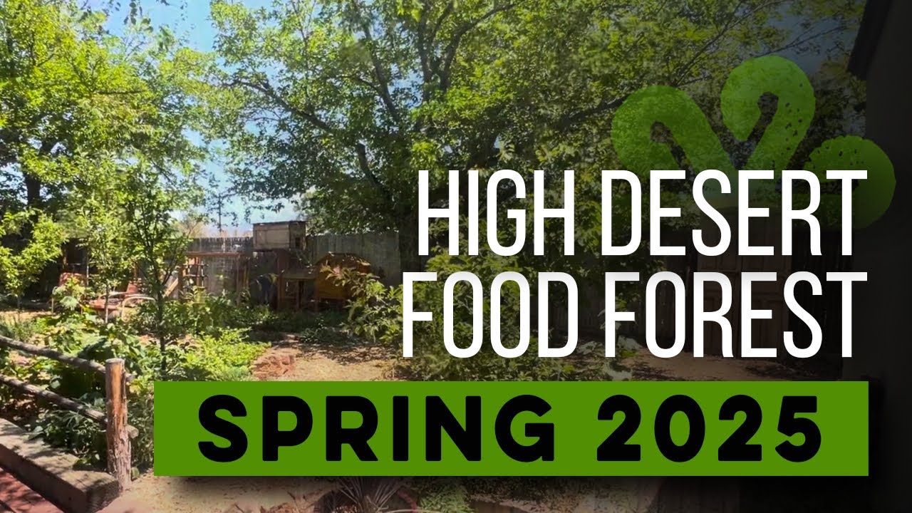 High Desert Food Forest in Albuquerque, NM. Spring 2025.