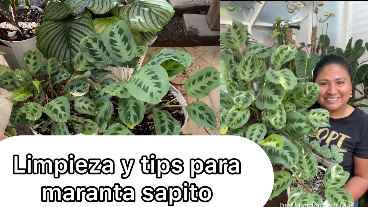 MARANTA SAPITO Tips para plantas sanas y hermosas