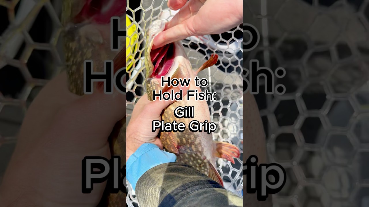 How to Gill Plate Grip Pike, Musky, and Walleye #fishing #fishingtips #pike #musky #walleye