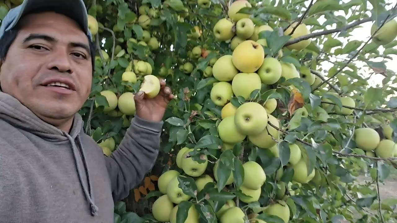 Miren que bonito se ve el árbol de manzana de golden delicio.😋🍏🧍‍♂️