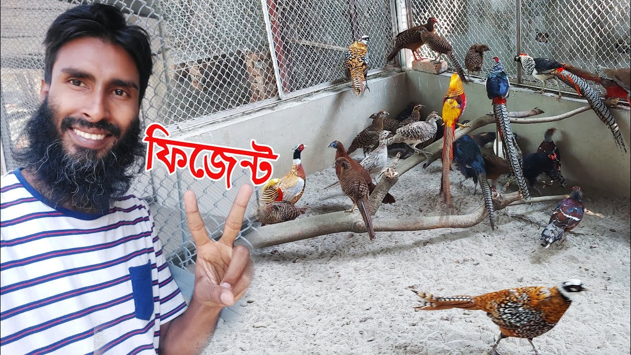 নতুন সদস্য: ফিজেন্ট নিয়ে আসলাম