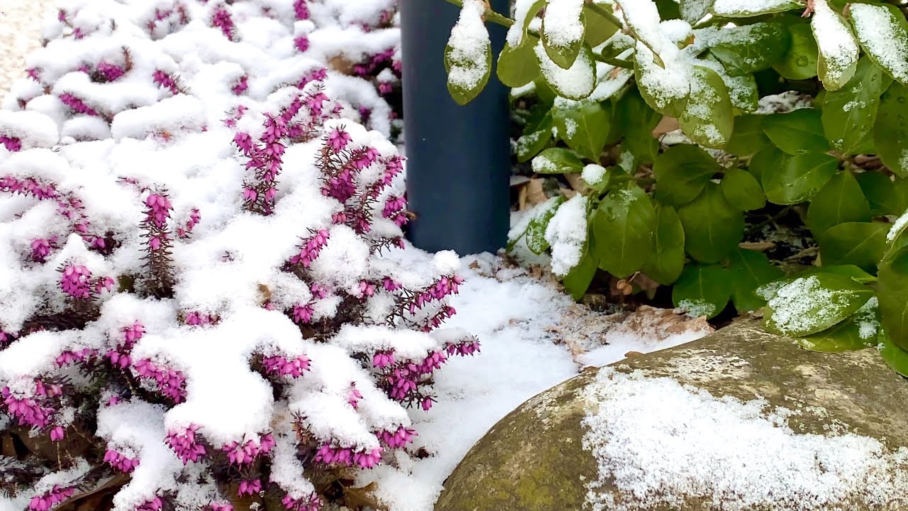 Snowy Winter Garden Tour