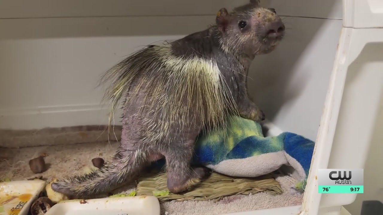 Austin Wildlife Rescue looks forward to larger intake center