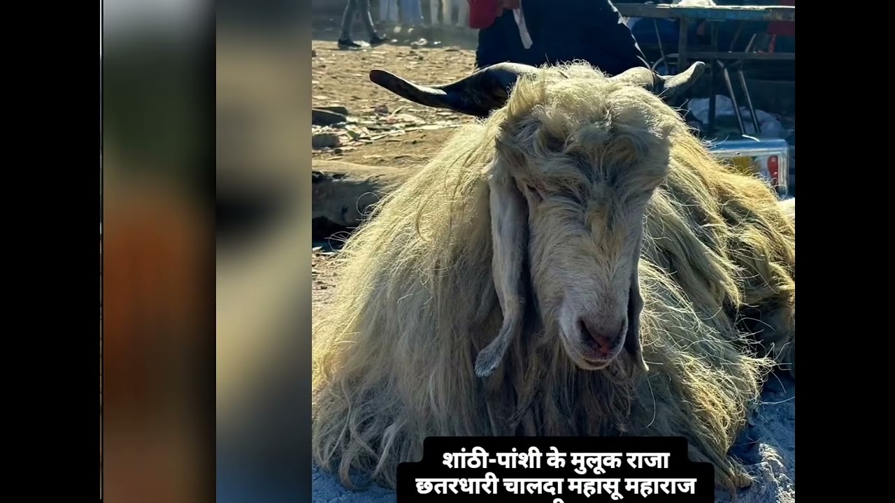 #mahadev #ram #mahasudevta #जौनसारी #pahadi #devbhoomi 