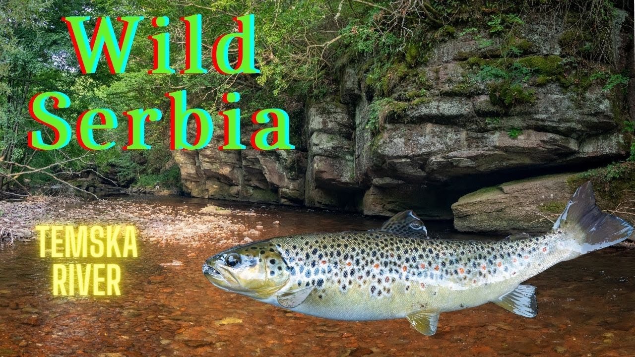 Wild Serbia Fly Fishing river Temska