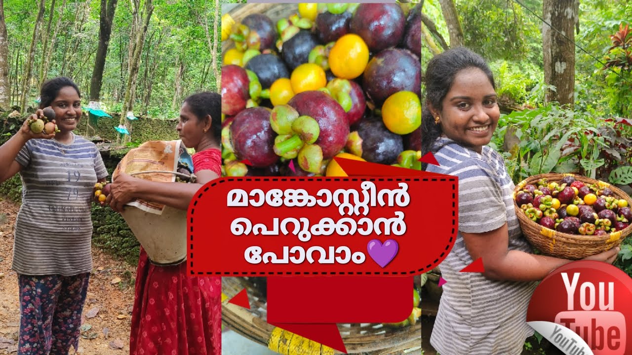 മാങ്കോസ്റ്റീൻ പെറുക്കാൻ പോവാം🤤🤤#mangosteen