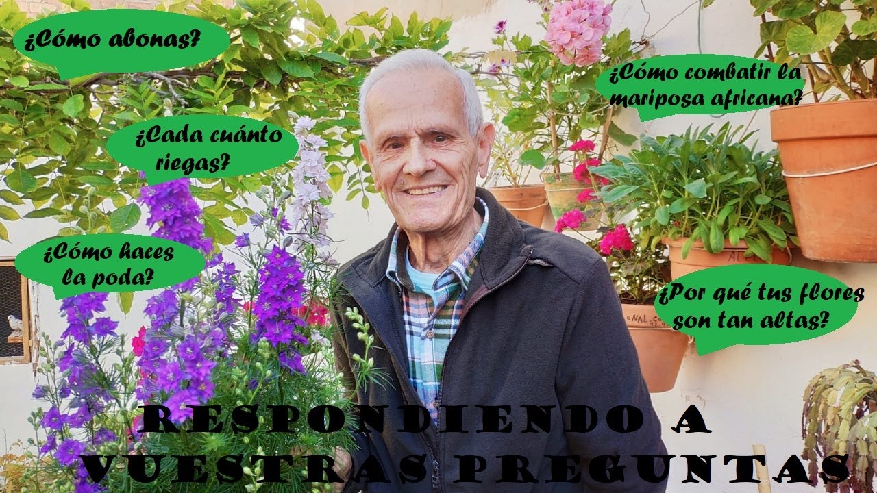 Como cuidar los geranios :PODA, RIEGO ABONO de geranios , y respuestas de subscriptores!