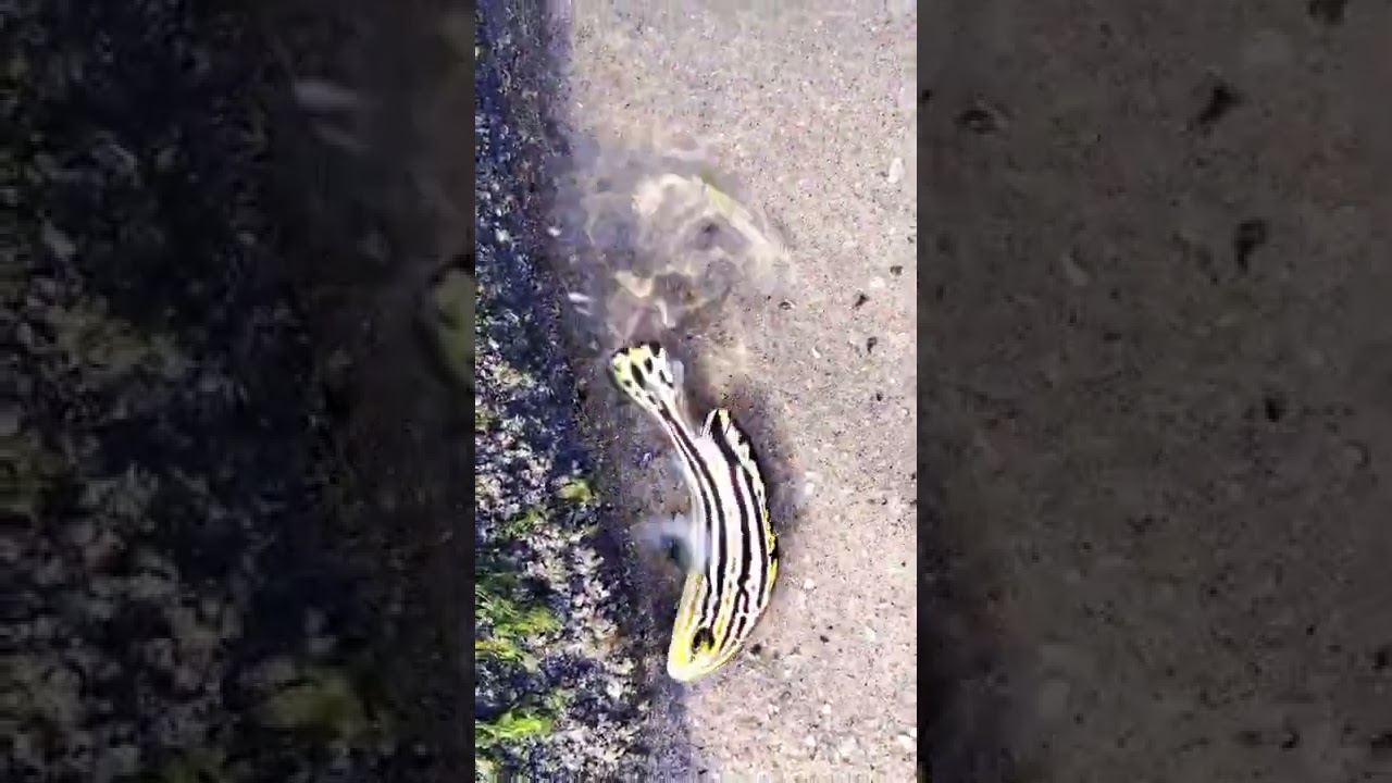 Exotic color fish. Full video in comment.