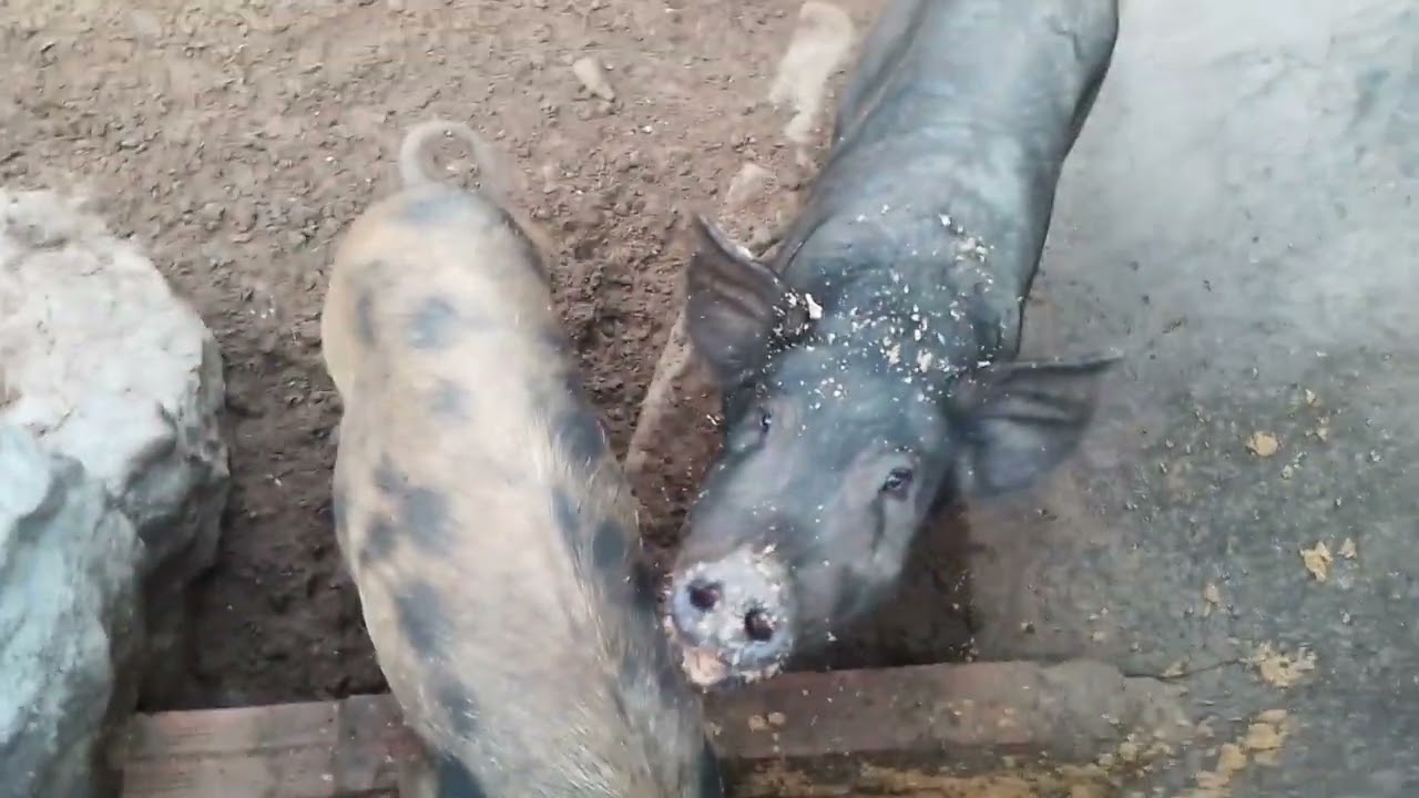 Mini fazenda