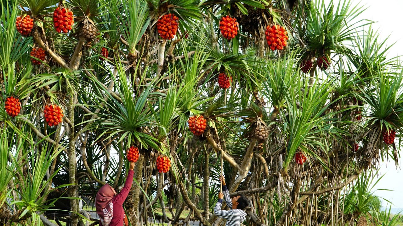 Merah Menggoda || Buah Liar Ini Cuma Tumbuh Dipesisir Pantai
