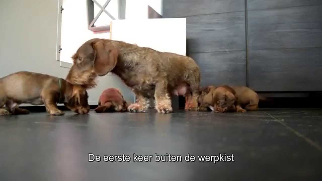 Dackel/Teckel/Dashond pups voor het eerst uit de werpkist v/d Grote Kleine Jagers Teckel kennel