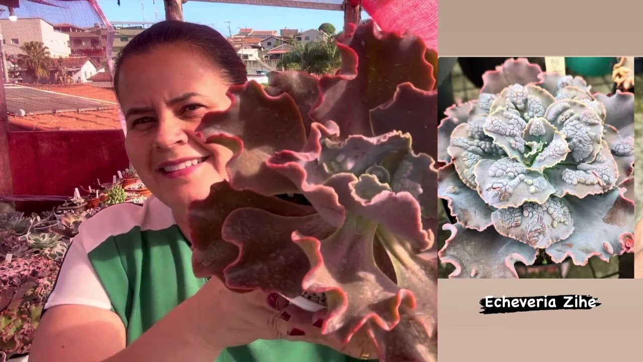Mostrando minhas matrizes de gibifloras