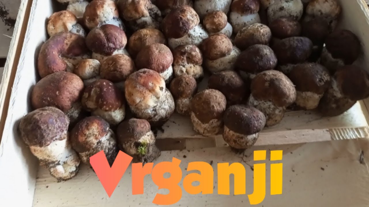Vrganj, priprema bosanskog vrgnja na italijanski naćin