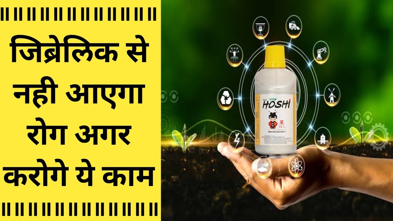 जिब्रेलिक से नही आएगा रोग अगर करोगे यह काम । Gibberellic acid