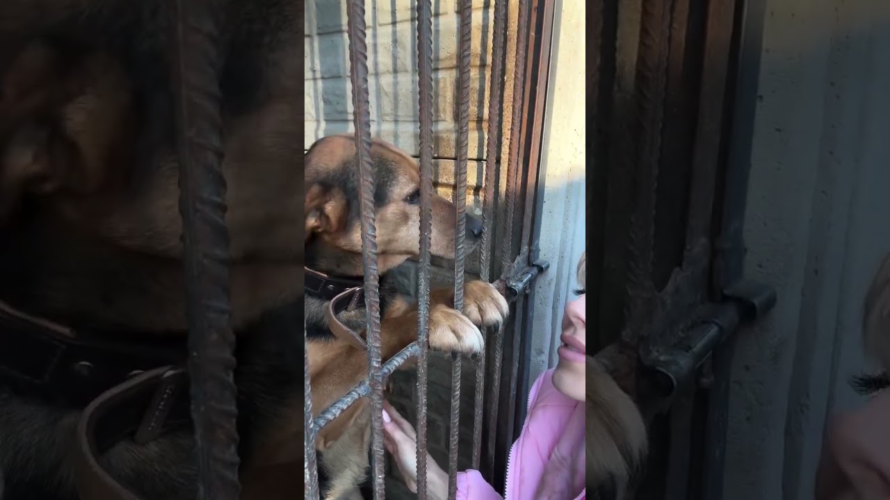 Doda ten pies nie wychodził z budy a tak wygląda po tygodniu 💓💓