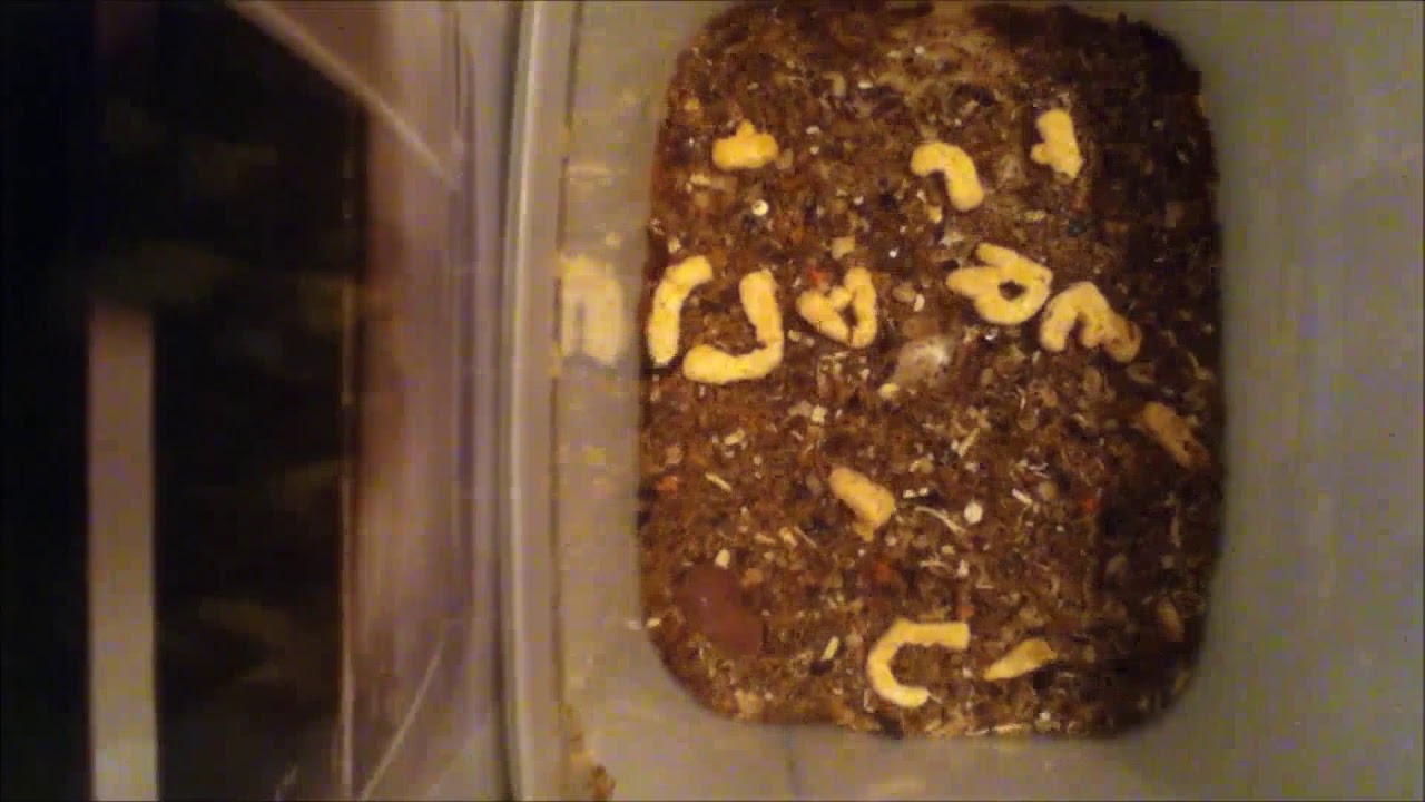 Dermestids: Attagenus unicolor Time-Lapse #30