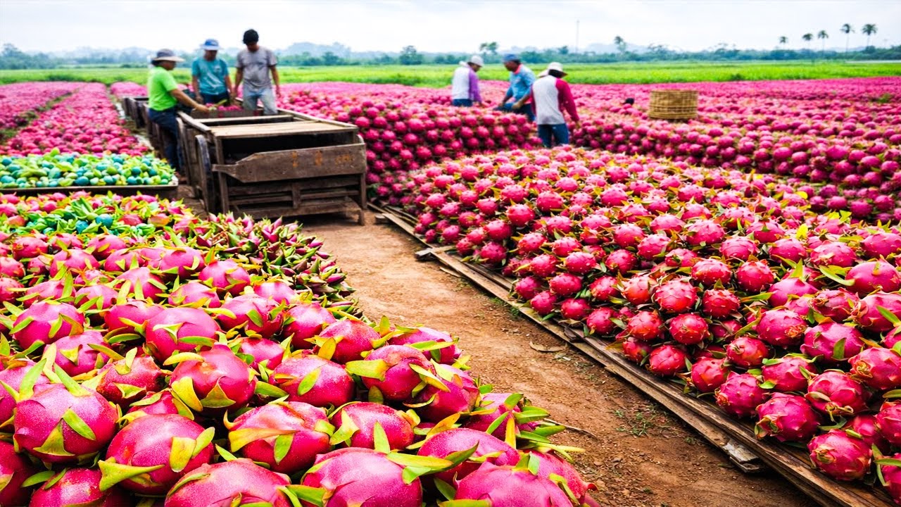 Unglaublich! Drachenfrucht-Ernte und Pitaya-Saftproduktion im Mega-Ma&szlig;stab