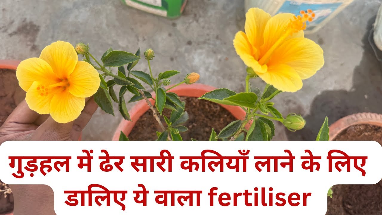 गुड़हल में ढेर सारी कलियाँ और फूल के लिए डालिए ये / fertilizer to get more buds in hibiscus 