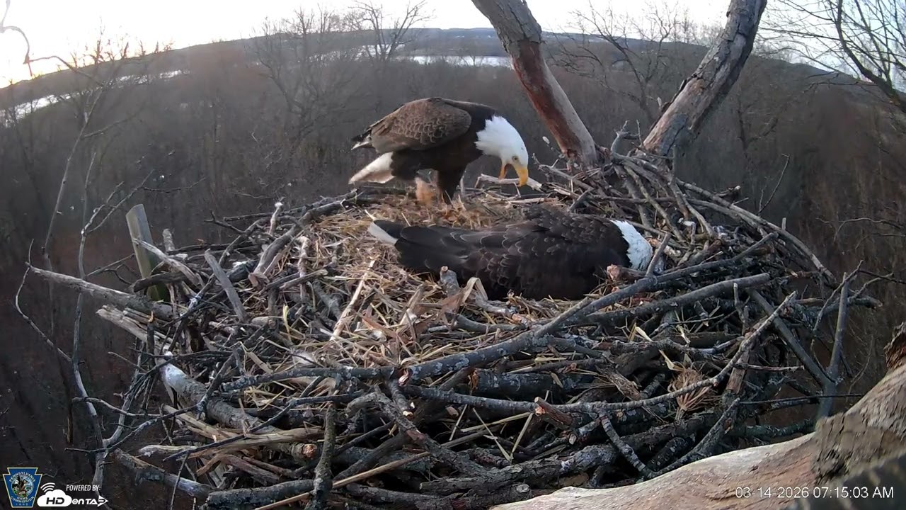 Hanover Eagles Live Cam   HDOnTap — Mozilla Firefox 2026 03 14 07 14 13