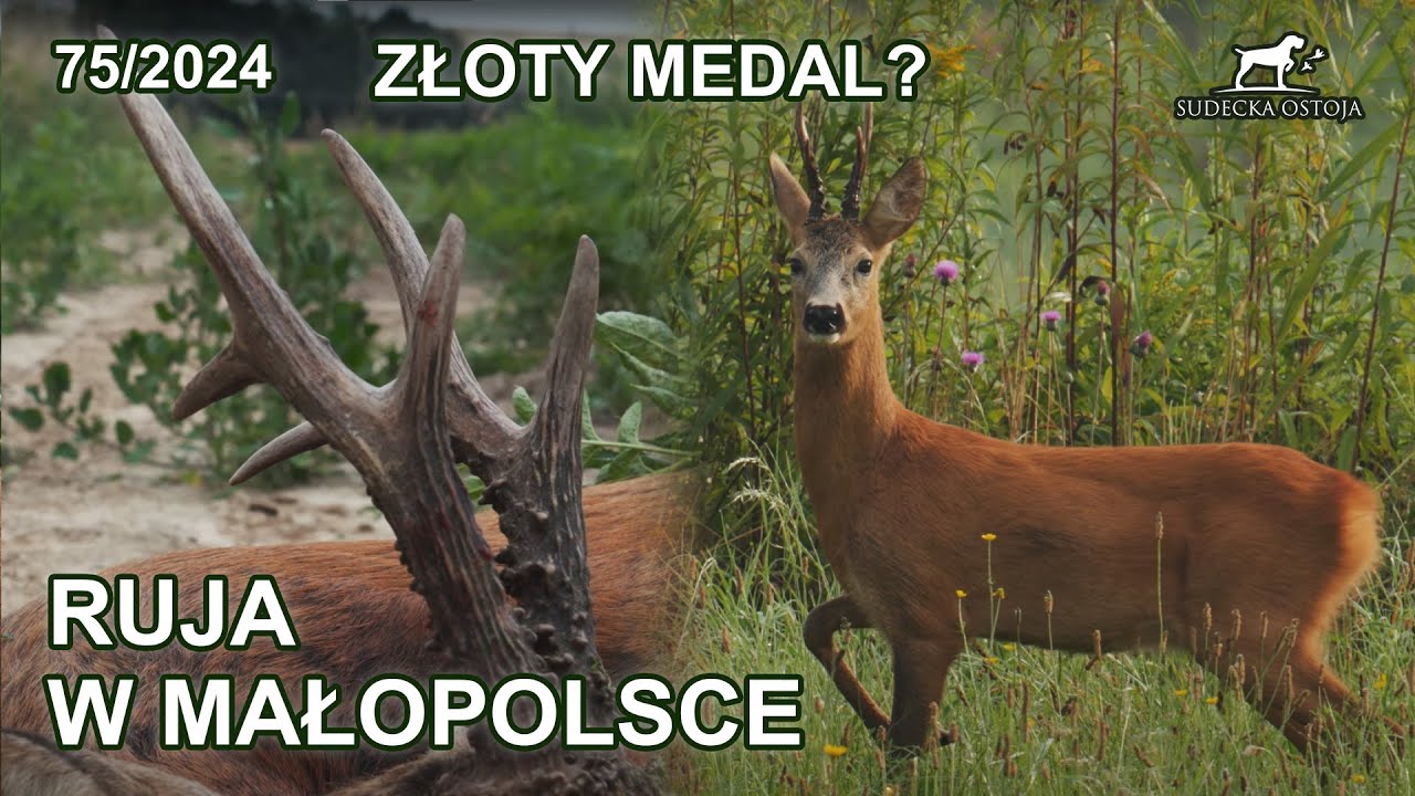 Ruja w Małopolsce - Złoty medal? - SUDECKA OSTOJA 75/2024 roe buck hunting in Poland