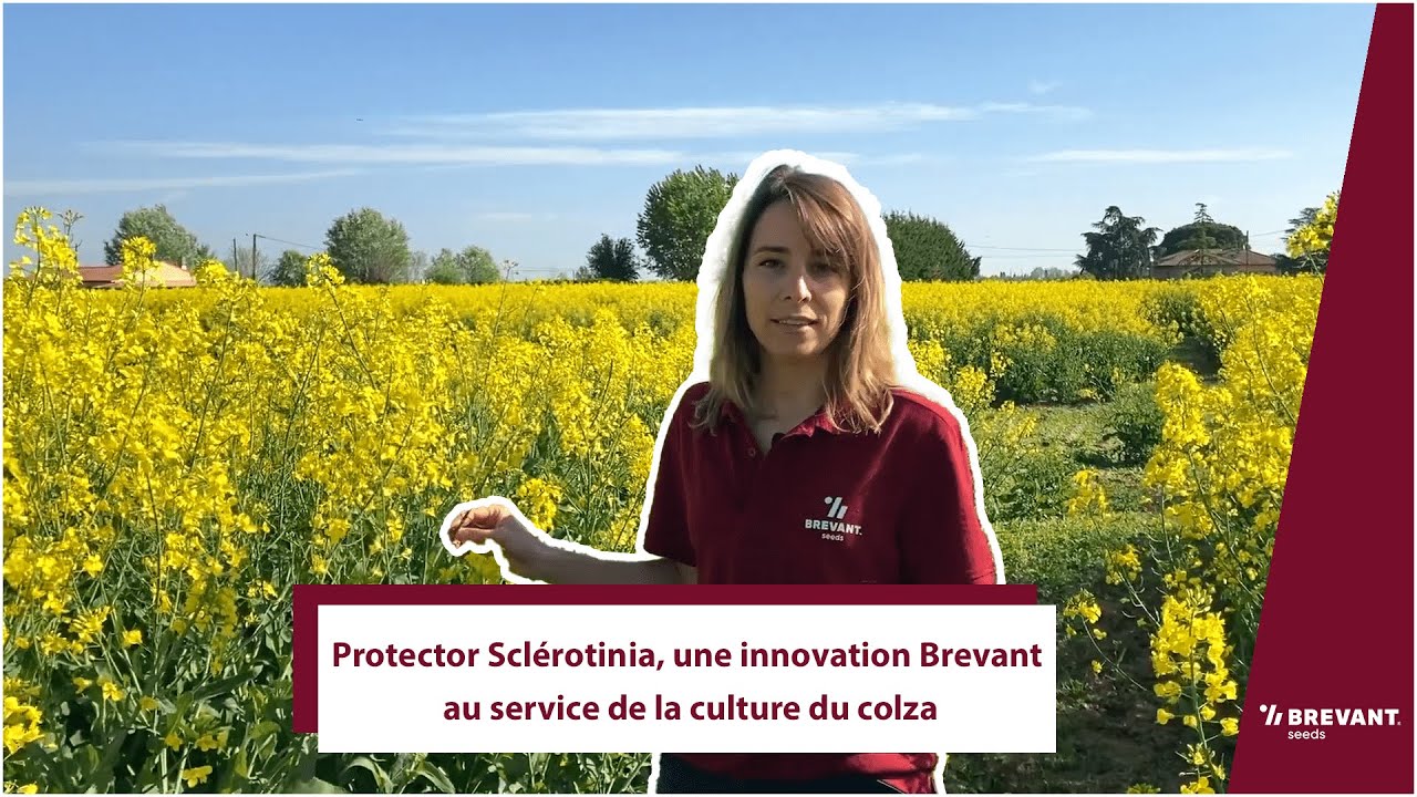 Protector Sclérotinia, une innovation Brevant au service de la culture du colza