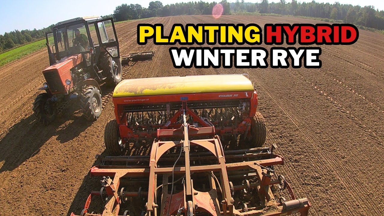 Planting HYBRID Winter Rye for the First Time! 🌾