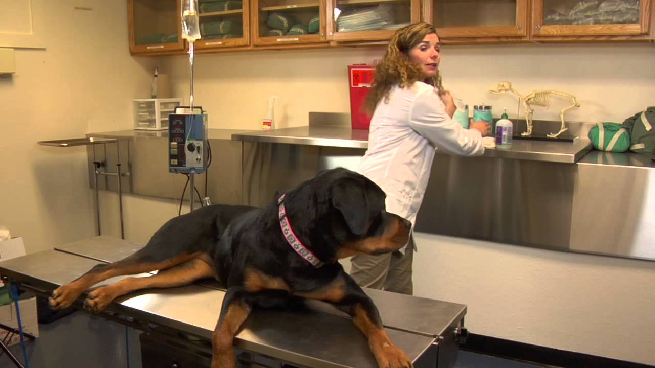 How to Treat Abrasions on Dogs : Dog's Health