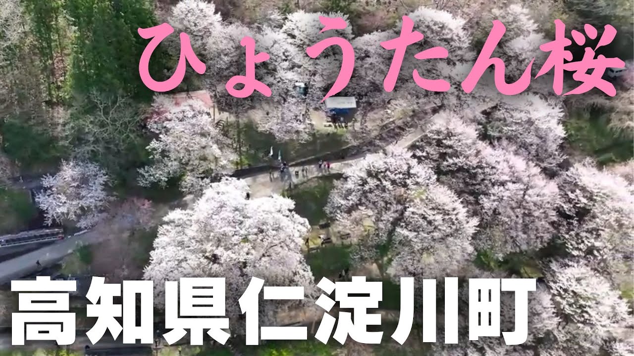 「サクラ便り ～高知県内のサクラの名所～ 仁淀川町『ひょうたん桜』」2025/3/31放送