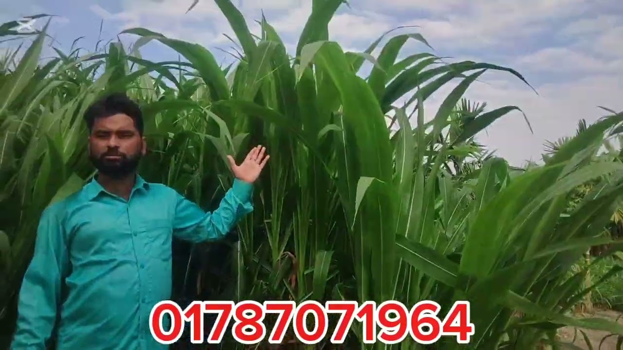 01787071964 American 5G Guwahati Mala hybrid  gass