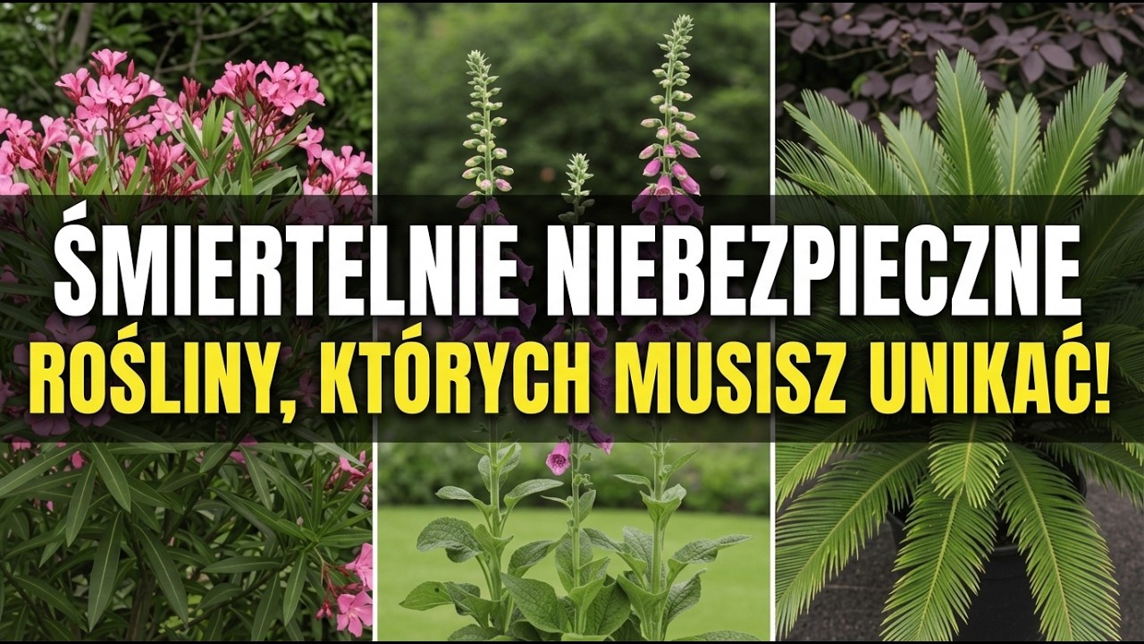 7 Najbardziej Niebezpiecznych Roślin, Których Nigdy Nie Powinieneś Kupować W Szkółkach