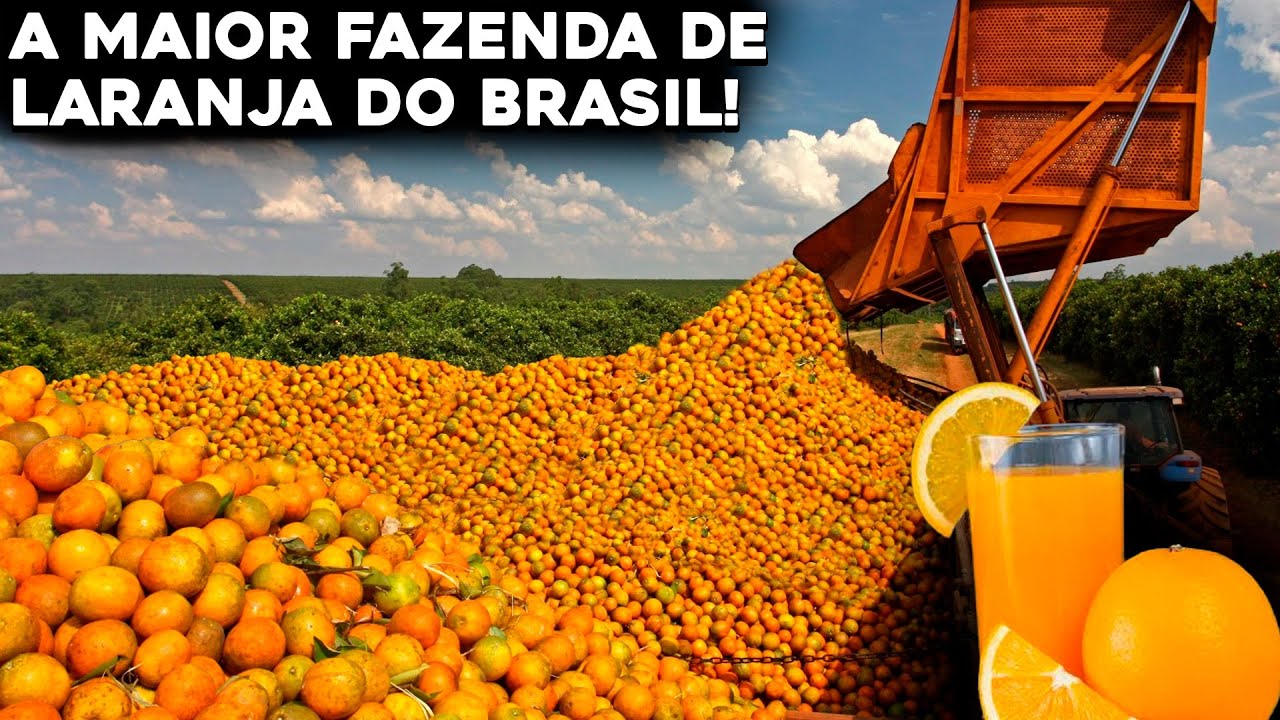 A MAIOR FAZENDA DE LARANJA DO MUNDO QUE FICA NO BRASIL
