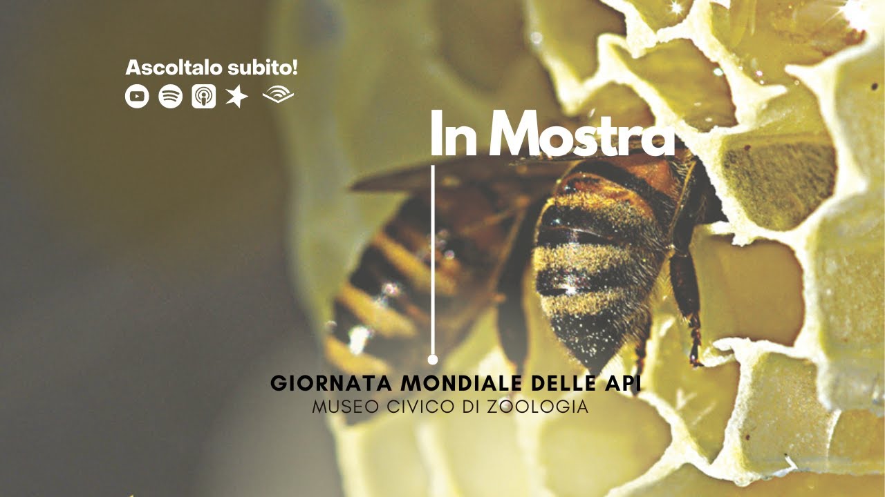 La giornata mondiale delle api al Museo Civico di Zoologia