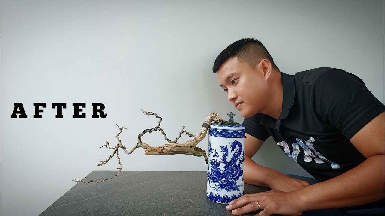 Restoring A Neglected Antidesma Acidum Bonsai Tree| Linh Sam Hoa Trắng