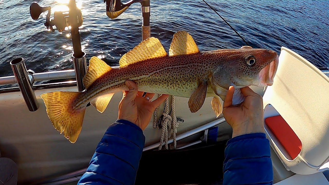 НАЖИВКА РАБОТАЕТ! Рыбалка в Норвегии с ЛОДКИ. #lange_fishing