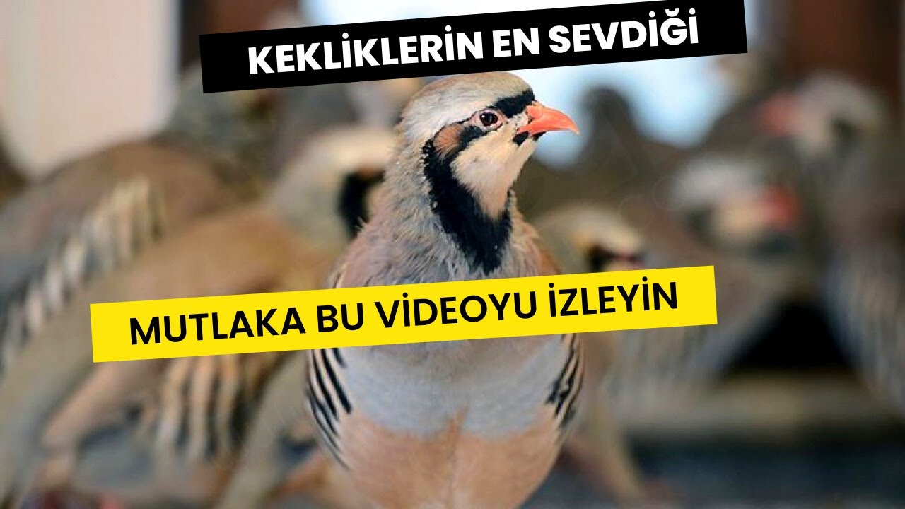 KEKLİKLERİN KUMU BÖYLE OLMALI| Kınalı Keklik Kümesi | Keklik Kum Bakımı | Keklik Kumu nasıl olmalı