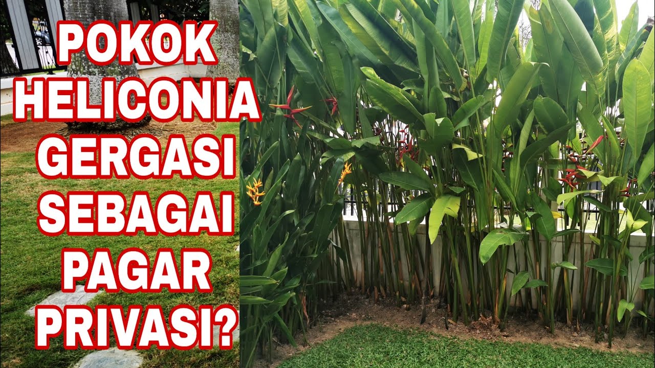 Cipta Ruang Privasi Dengan Pokok Heliconia #landskap #gardening