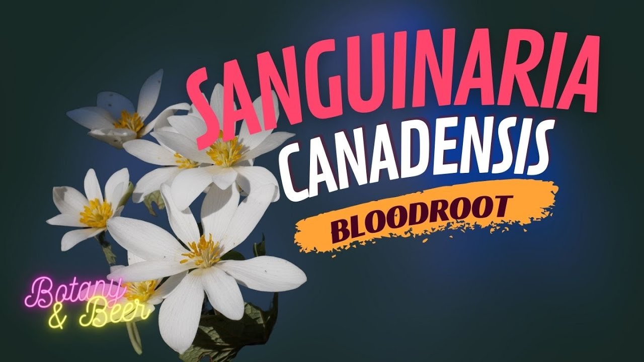Sanguinaria canadensis (Bloodroot) - Plant Profile