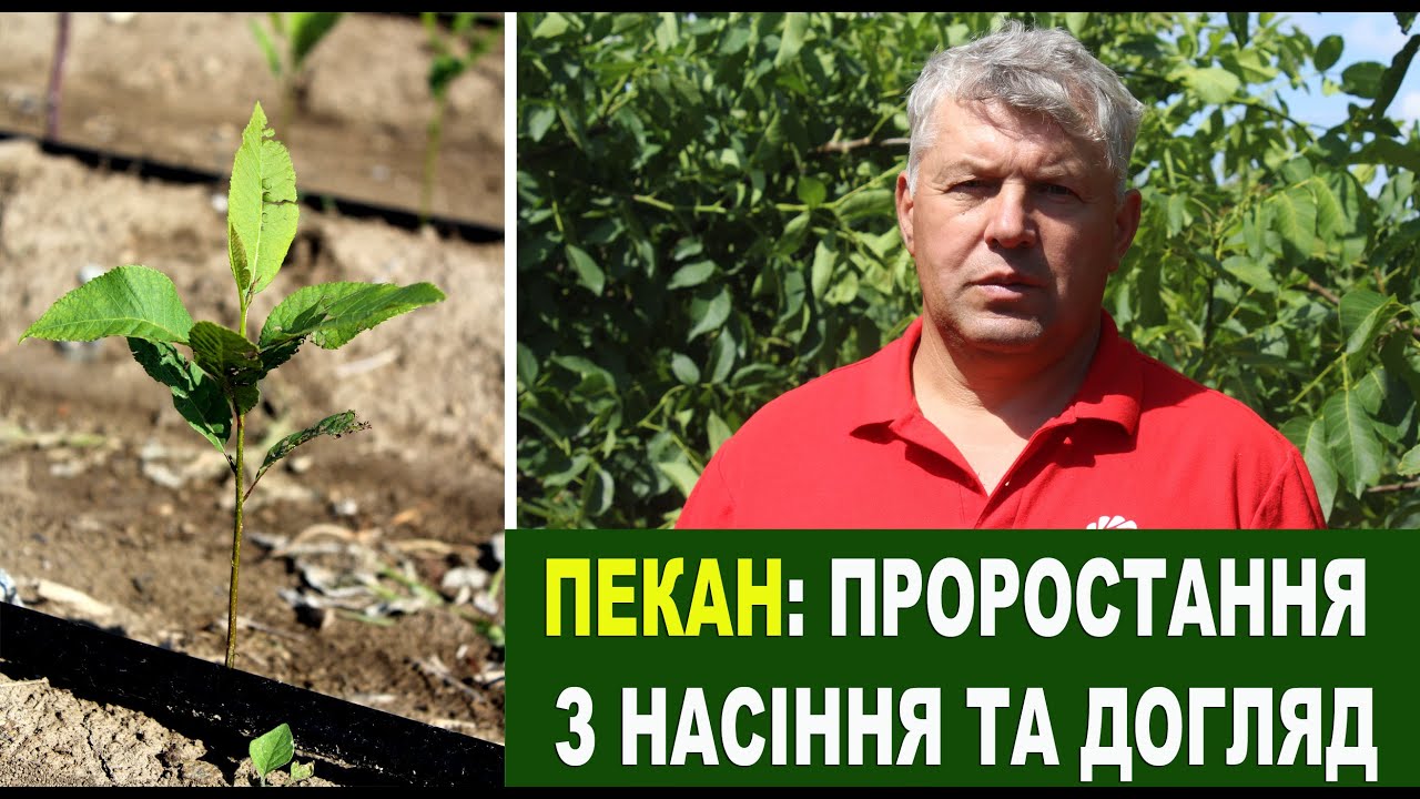 №126 Пекан: особливості вирощування та догляд за молодим саджанцем
