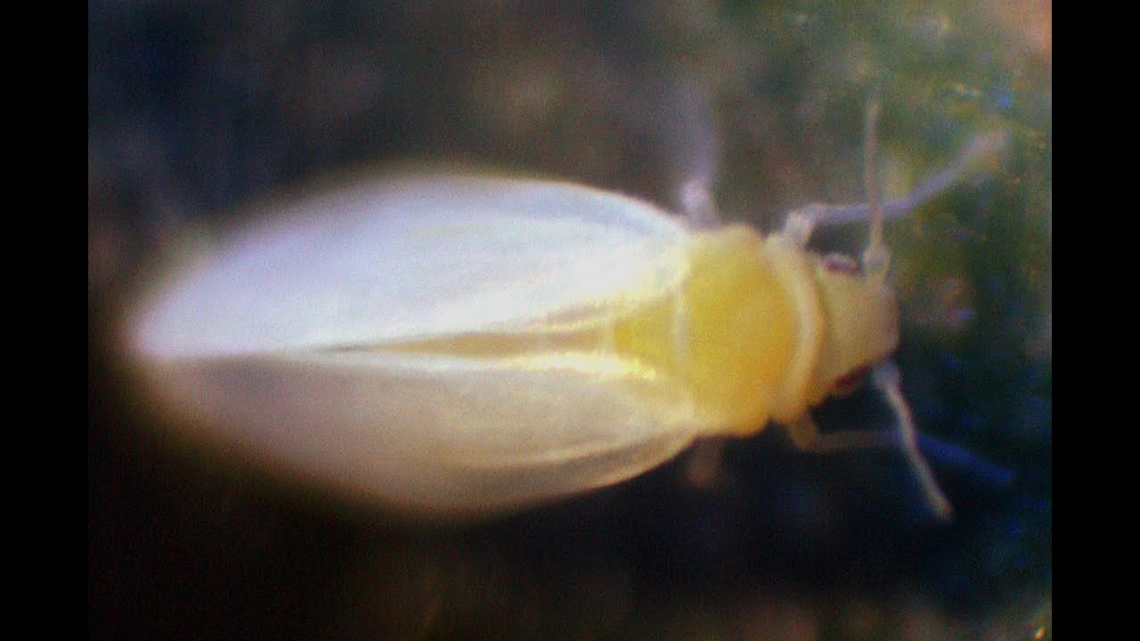 Bemisia tabaci