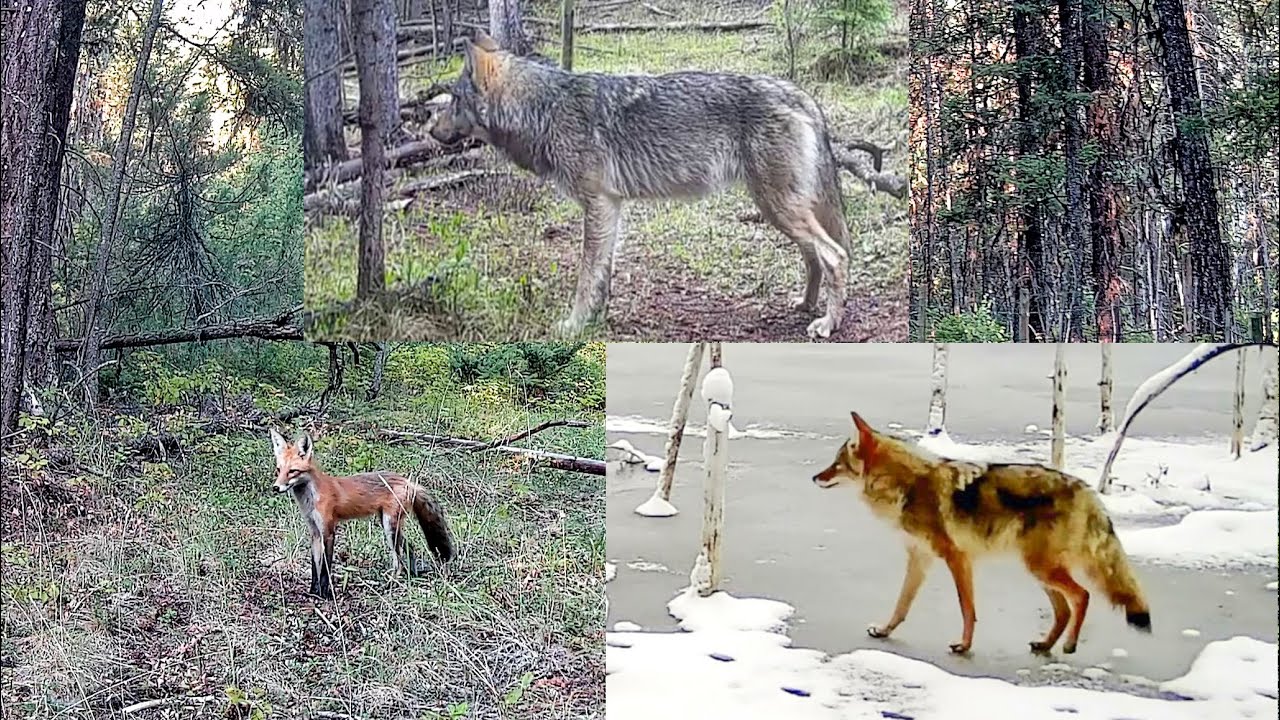 Волки, койоты и лисы Канады