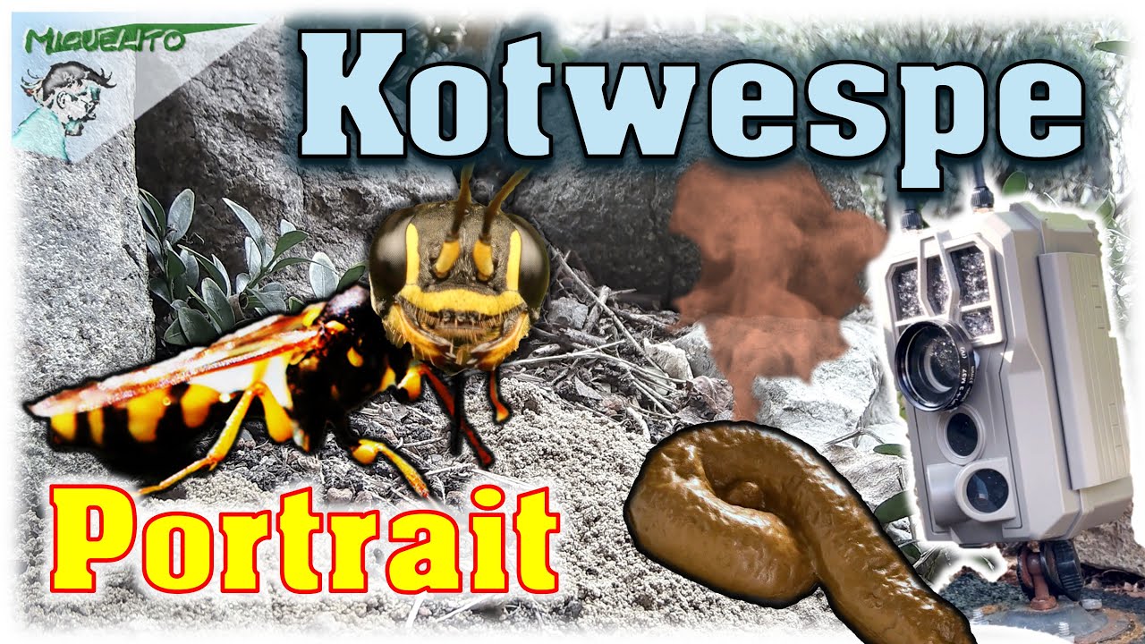 Wissenswertes zur Kotwespe  💩 Lähmendes Gift für die Beute 🐝 Grabwespe | Mellinus arvensis