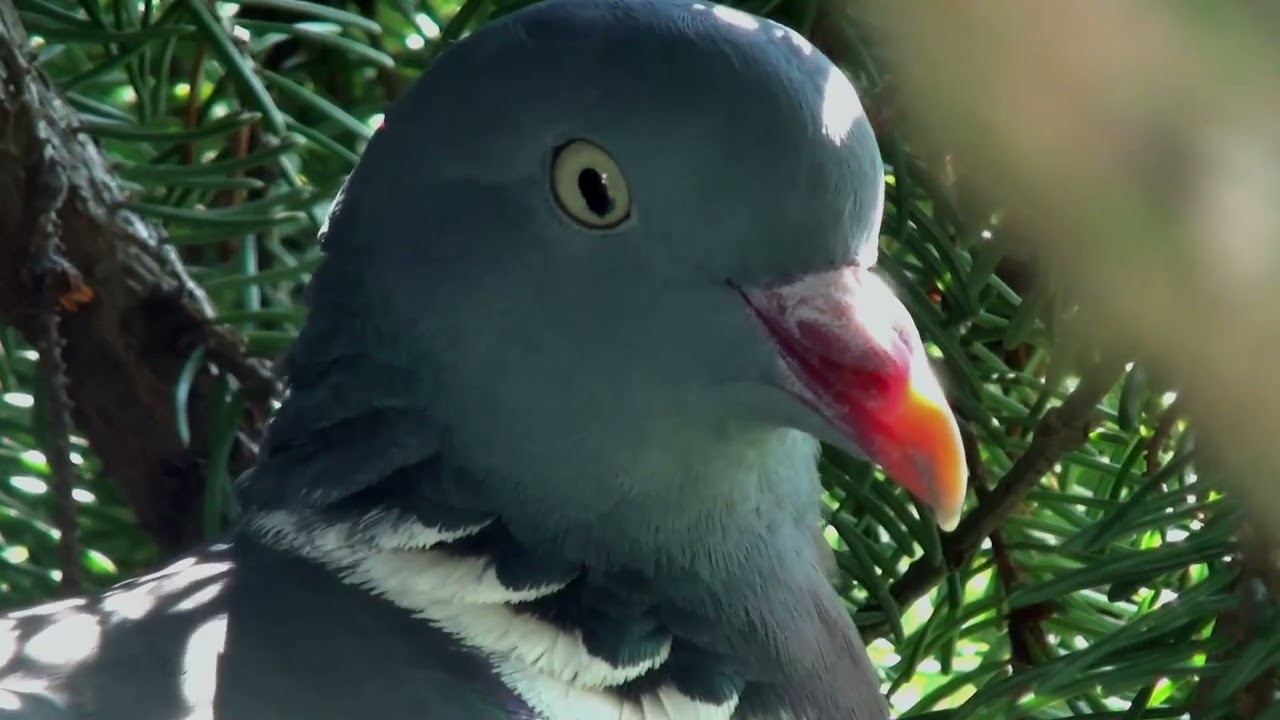 Le pigeon  ramier  (l'éclosion)